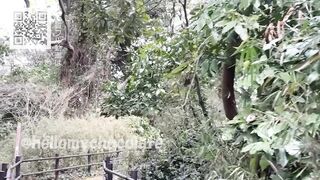 Deserted Island Japanese hentai video Amateur/Couple/College girl/Big breasts